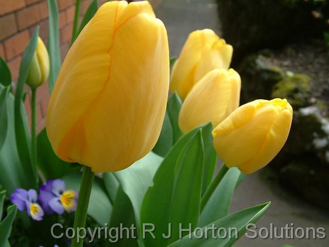 Tulip yellow